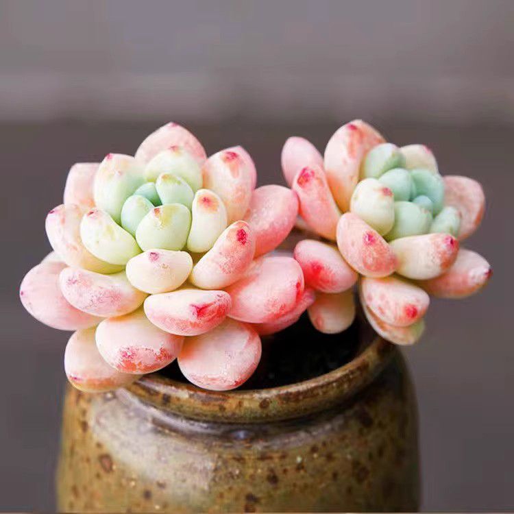 Jelly Pink Sedum Clavatum Variegated Succulent Joy Plants