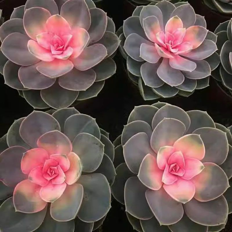 Echeveria West Rainbow Variegated Perle Von Nurnberg Cluster Pink Succulent