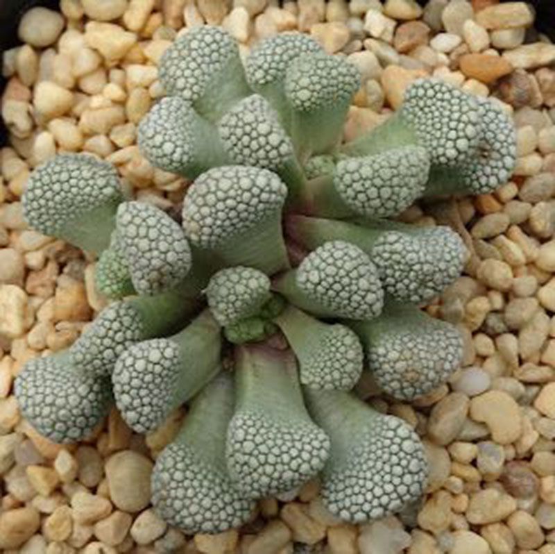 Rock Like Genus Titanopsis Schwantesii Primosii Succulent Plants