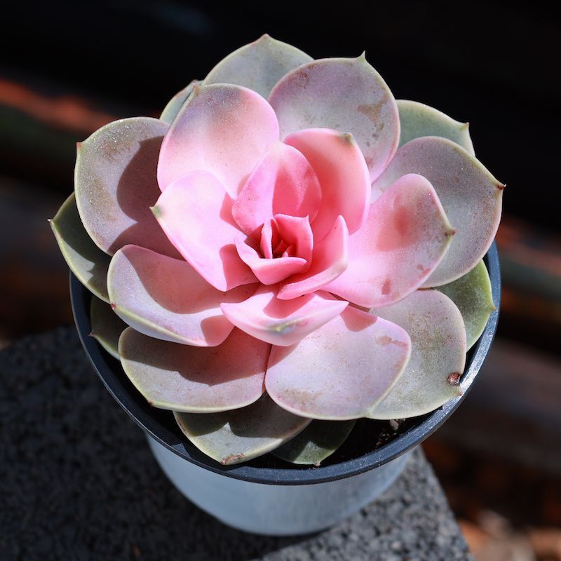 Echeveria West Rainbow Variegated Perle Von Nurnberg Cluster Pink Succulent