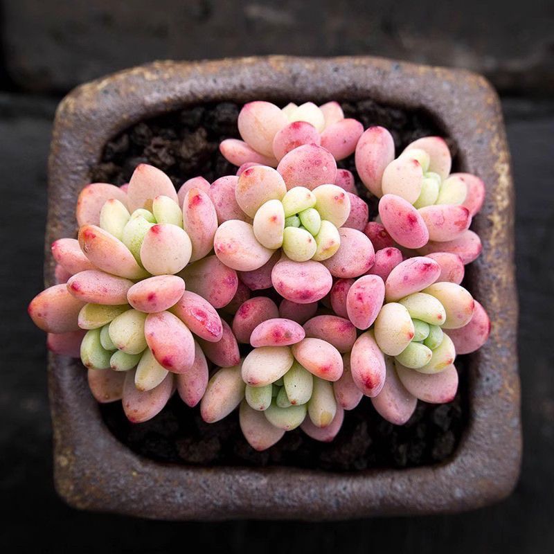 Jelly Pink Sedum Clavatum Variegated Succulent Joy Plants