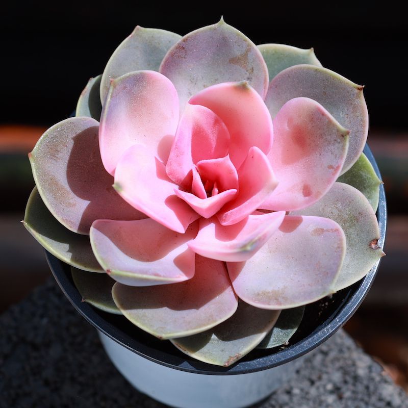 Echeveria West Rainbow Variegated Perle Von Nurnberg Cluster Pink Succulent