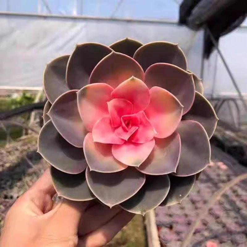 Echeveria West Rainbow Variegated Perle Von Nurnberg Cluster Pink Succulent