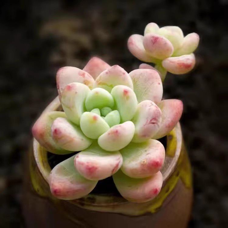 Jelly Pink Sedum Clavatum Variegated Succulent Joy Plants