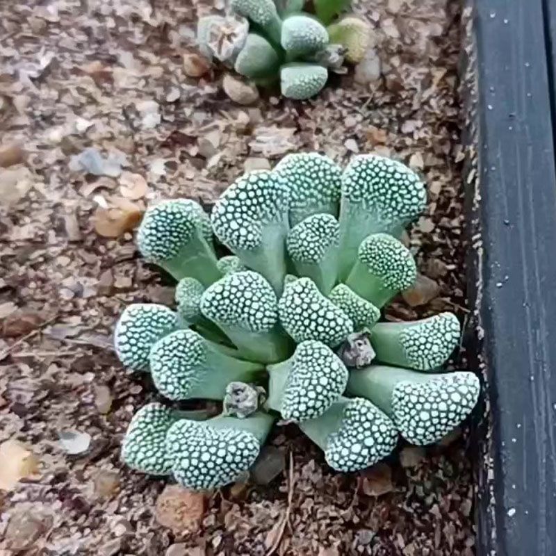 Rock Like Genus Titanopsis Schwantesii Primosii Succulent Plants