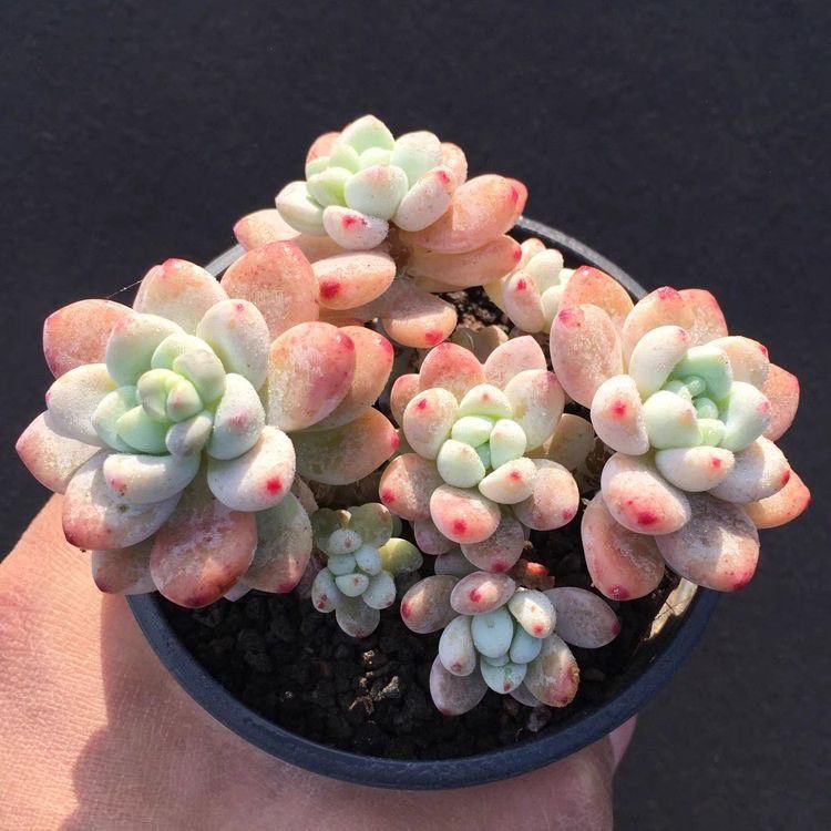 Jelly Pink Sedum Clavatum Variegated Succulent Joy Plants